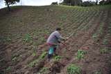 América Latina lidera la transición de los sistemas agroalimentarios
