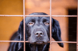 ¿Maltrato animal o noticia falsa?: el peligro de la desinformación en redes