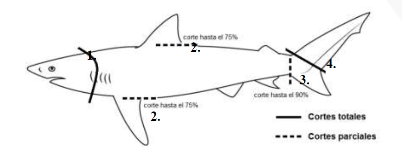 Cortes permitidos de tiburones según el borrador de la resolución presentado por la Aunap.