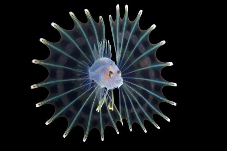 Categoría macro: esta foto del Pez león larval, tomada por Steven Kovacs (EE. UU.) en Palm Beach, Florida, fue el subcampeón.