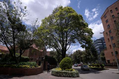 Árboles urbanos: por qué son clave en la ciudad y qué se pierde al talarlos