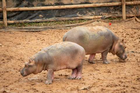 Para control y manejo reubican a pareja de hipopótamos en bioparque de Risaralda