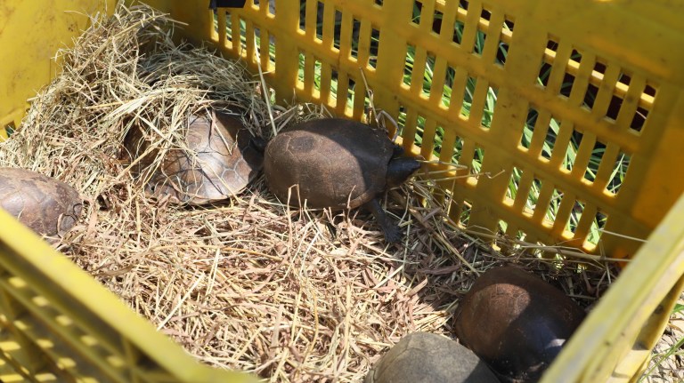 Tortugas