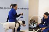 Este es el nuevo centro de medicina deportiva y rehabilitación para mascotas en Medellín