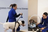 Este es el nuevo centro de medicina deportiva y rehabilitación para mascotas en Medellín