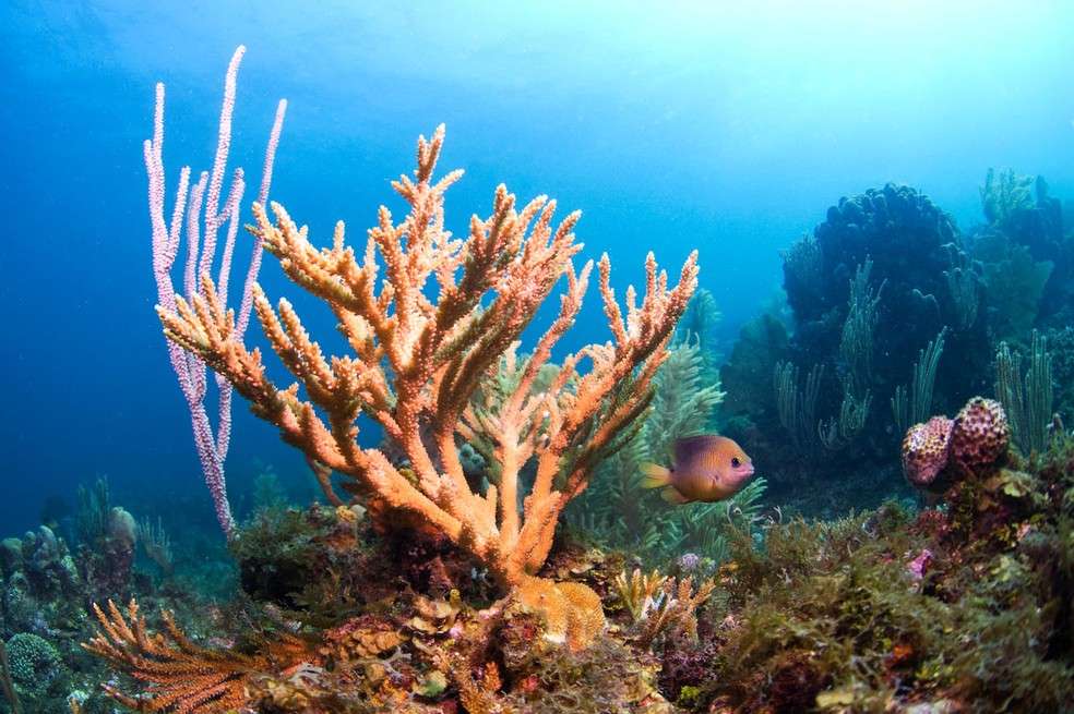 Los arrecifes de coral sustentan algunos de los ecosistemas con mayor biodiversidad del planeta.