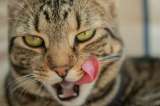 ¿Qué significa que un gato saque la lengua? Posibles señales de alerta sobre su salud