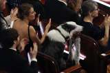Messi, el perro actor en Los Óscar: mejores momentos y famosos a los que conoció