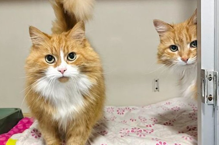 “Me enamoré”: fue a visitar un refugio de animales y terminó adoptando a dos gatas