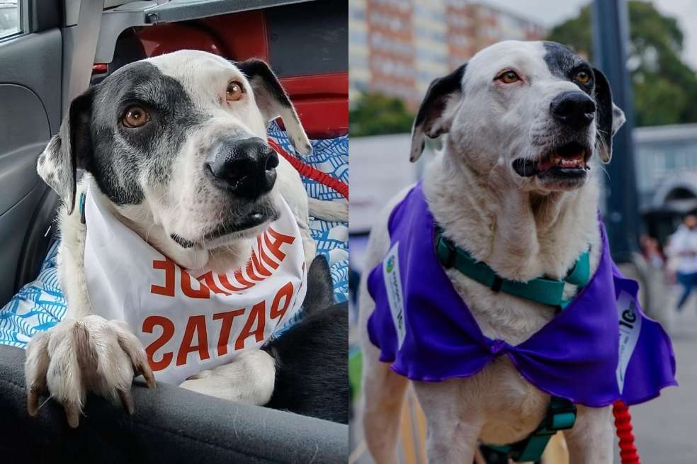 Pirata es el compañero ideal para cualquier familia que esté en búsqueda de aventura y diversión.