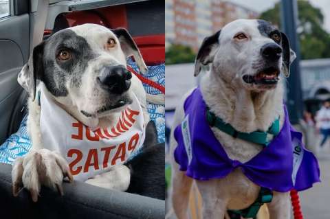 Scar y Pirata encontraron hogar definitivo tras superar el rechazo y el abandono