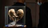 Los tesoros anatómicos del Museo del Ser Humano de Bogotá