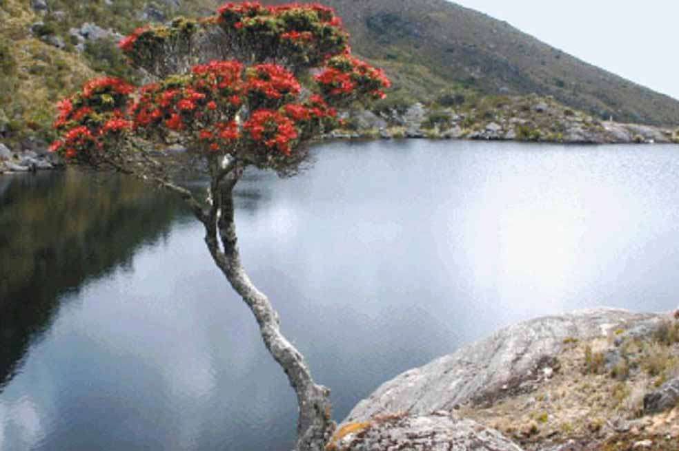 En el Páramo de Santurbán conviven 457 clases de plantas, 37 especies de anfibios y 58 de mamíferos. / Gabriel Aponte