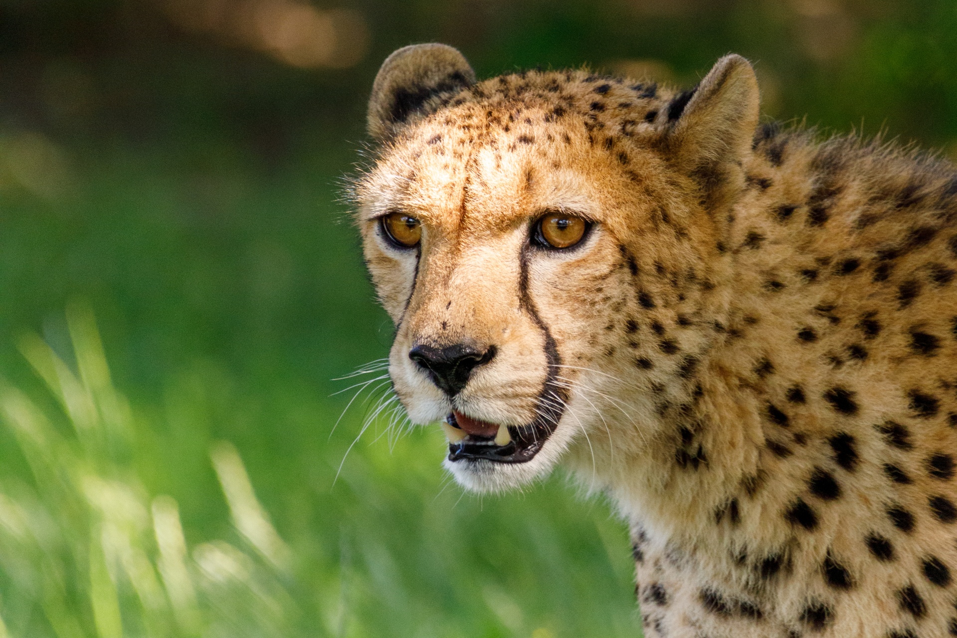 El guepardo africano (Acinonyx jubatus hecki).