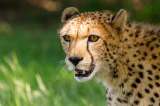 India reintroducirá al guepardo, una especie que desapareció hace 70 años