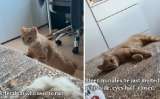 Así fue el primer momento en el que un gato callejero confió en su rescatista
