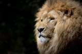 Llega la temporada Leo 2022: autenticidad y brillo para todos los signos.