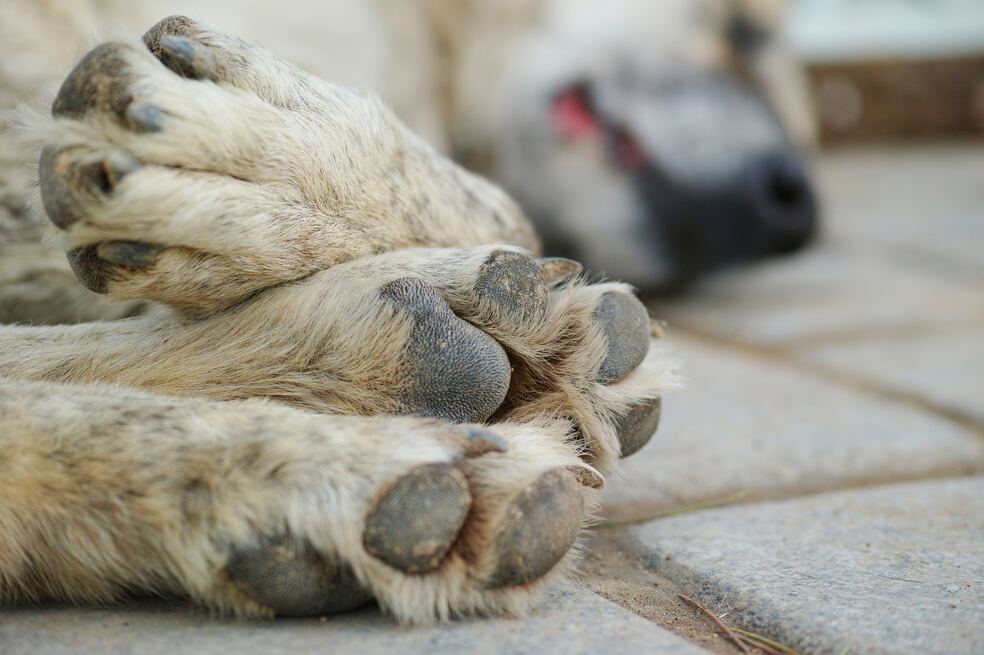 Perros envenenados en Piedecuesta