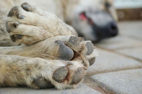 Despiden de su trabajo a hombre que habría golpeado a un perro en Bucaramanga