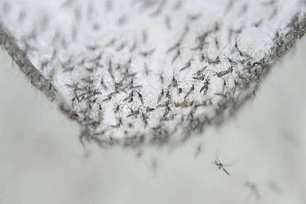 Mosquitos machos en un contenedor esperando a ser liberados. / Guangzhou Wolbaki Biotech Company
