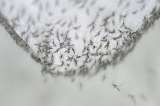 Científicos logran volver infértiles a los mosquitos que transmiten dengue
