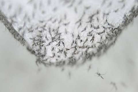Científicos logran volver infértiles a los mosquitos que transmiten dengue
