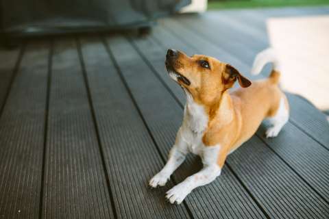 ¿Por qué mi perro suspira? Estas son las razones según expertos