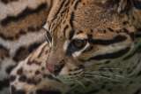 El plan de Grupo Argos para convivir con las especies de fauna y flora