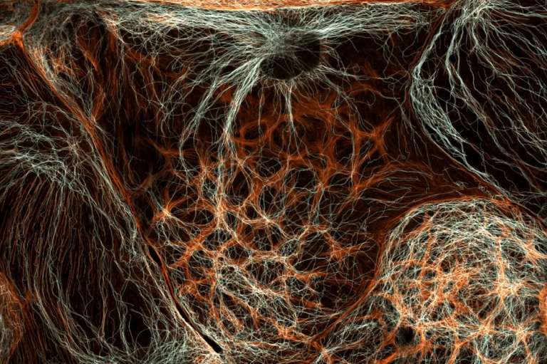 El sexto lugar del Nikon Small World fue para el Dr. Francisco Lázaro-Diéguez. En su imagen se observan las células del hígado de rata, las cuales son empleadas en investigaciones para comprender el metabolismo y la desintoxicación del órgano.
