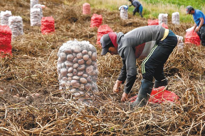 Papicultores de Cundinamarca enviarán ayudas a los damnificados de San Andrés