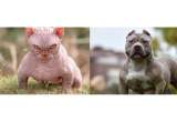 Expertos hacen nueva alerta por gatos bully XL: temen por más razas mutantes
