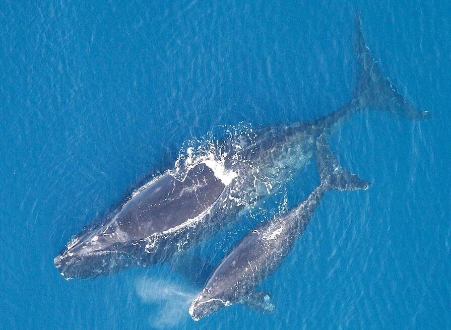 Las ballenas francas glaciales habitan en el Océano Atlántico occidental, cerca a las costas de Canadá y Estados Unidos / Wikimedia Commons