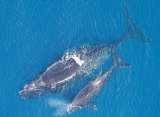 Seis ballenas de una especie al borde de la extinción fueron encontradas muertas en la costa de Canadá