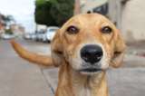 Cinco consejos para llevar a su mascota a un centro comercial