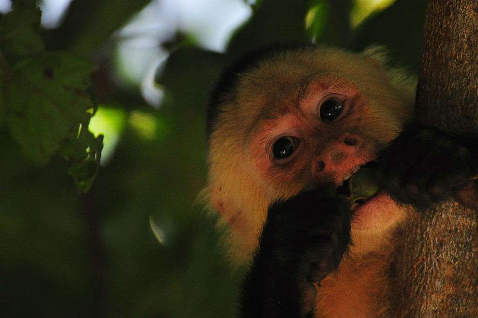 Los mono capuchinos o carablanca se extienden por todo Centroamérica. / kansasphoto - Wikipedia
