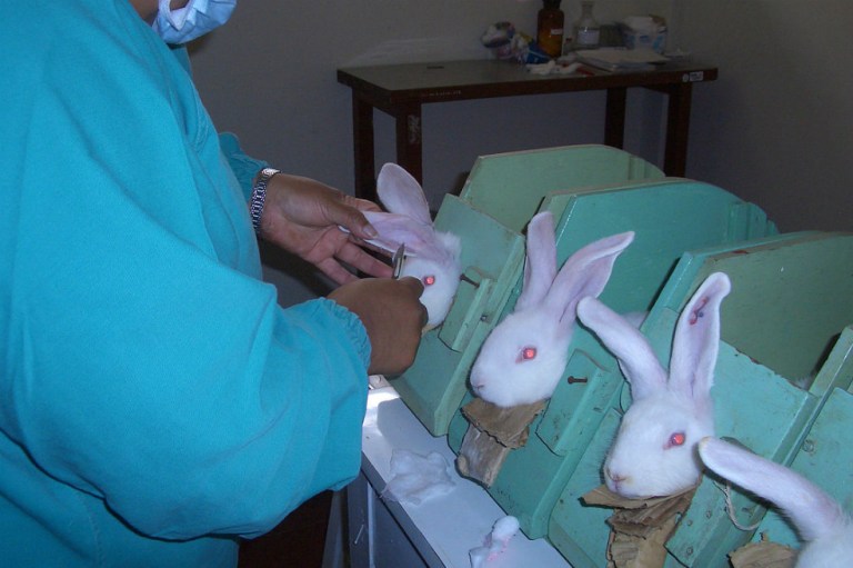 Solo queda un debate para prohibir las pruebas cosméticas en animales