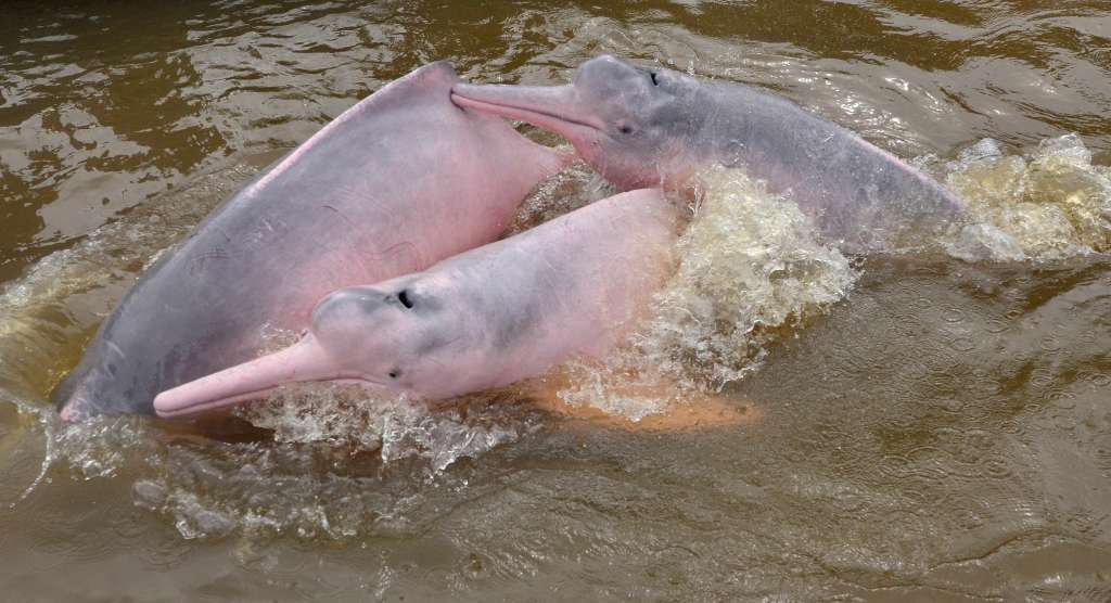 Individuos de delfín rosado (Inia geoffrensis) en el río Amazonas, cerca de Puerto Nariño. Esta es una de las dos especies de delfines de río que habitan en Colombia.