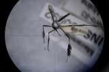 Deforestación y lo que nos hace falta saber de los mosquitos de la fiebre amarilla