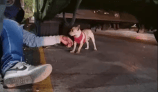 Video: Conductores pararon tráfico para rescatar a un perro que quedó bajo un bus