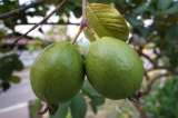 ¿Por qué hay que comer guayaba?