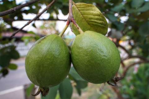 Cinco árboles frutales nativos que debería tener en su patio y cómo cuidarlos