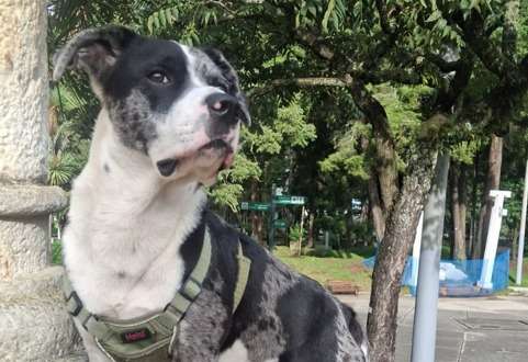 Morgan sigue desaparecido en Bogotá: su familia pide ayuda para encontrarlo