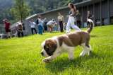 Así es el parque temático en honor al San Bernardo que reabrió en Suiza
