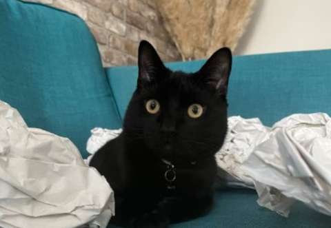 Gato perdido por nueve horas fue encontrado en un rincón secreto de la casa