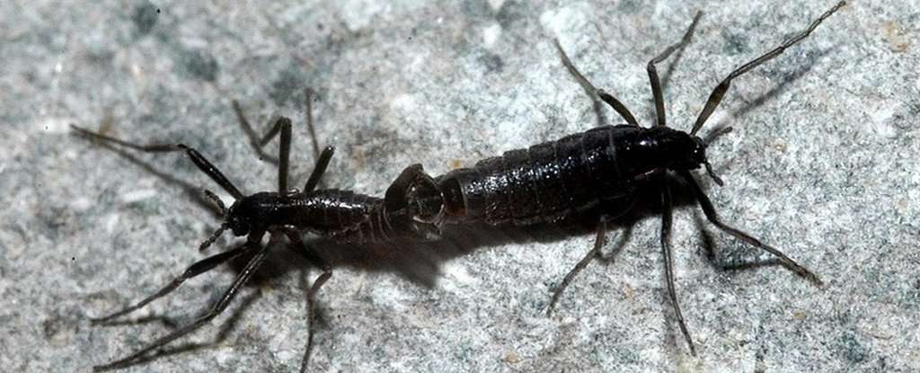 Belgica antarctica, insecto endémico de la Antártida