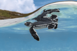 La conservación de tortugas marinas parece estar mejorando, pero persisten los desafíos