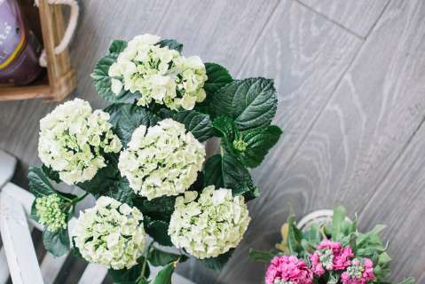 Multiplicar hortensias con semillas o esquejes: ¿cuál método es más efectivo?