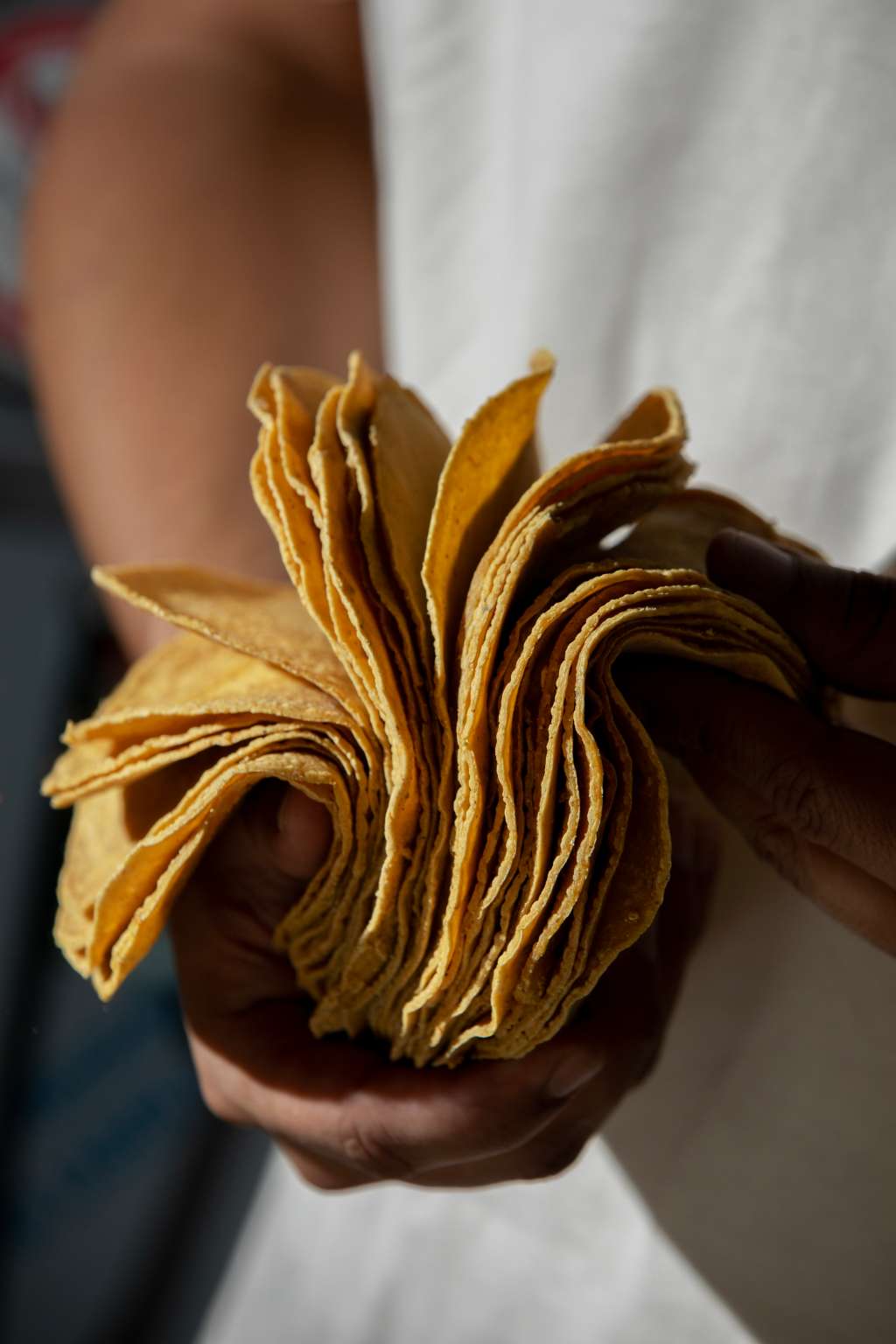 Tortillas Tacaloa