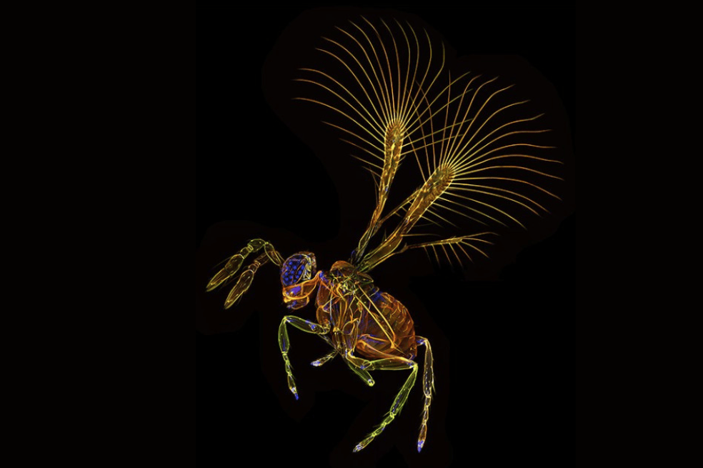 Las diminutas avispas parasitoide Megaphragma podrían ser importantes agentes de control biológico. / Museo de Historia Natural