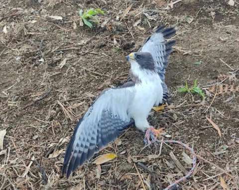 Maltrato animal en Antioquia: hallan ave rapaz amarrada de una de sus patas